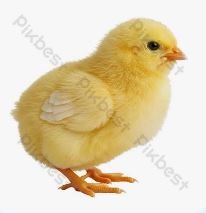 DUCKLING FEM